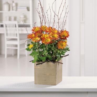 Woodland Mums Planter