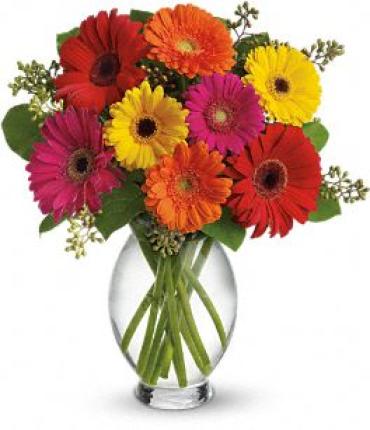 Gerbera Brights