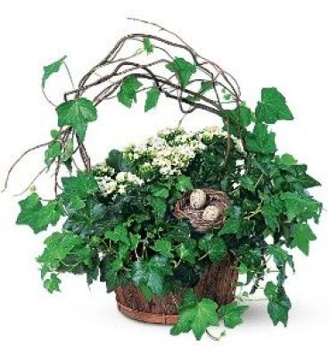 Ivy Basket