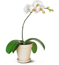 White Phalaenopsis Orchid