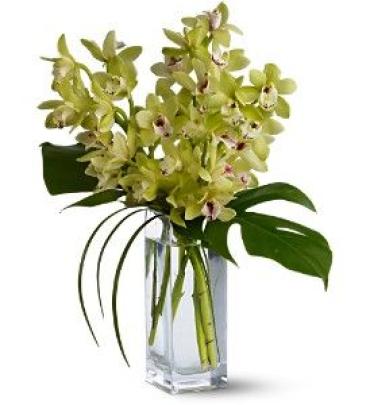 Orchid Simplicity