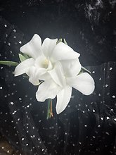 Orchid Celebration Boutonniere