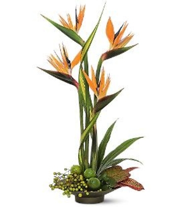 Gloroius birds of paradise