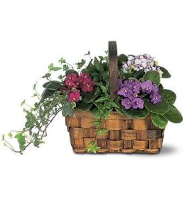 African Violet Garden